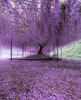 purple wisteria tree.jpg