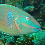 ConfusedParrotfish
