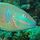 ConfusedParrotfish