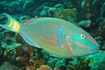 Stoplight-parrotfish.jpg