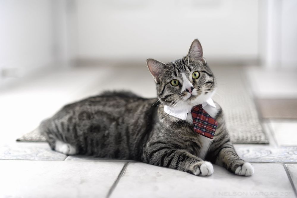 funny_cat_wearing_tie-other.jpg
