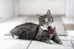 funny_cat_wearing_tie-other.jpg