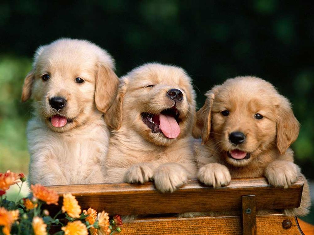 golden-retriever-puppies-smiling-wallpaper.jpg