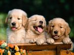 golden-retriever-puppies-smiling-wallpaper.jpg