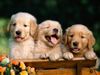 golden-retriever-puppies-smiling-wallpaper.jpg