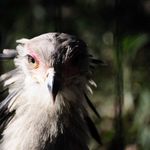 Profile (ShuheiEndo)