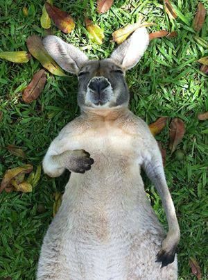 Skippy.jpg