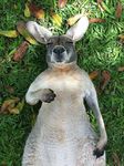 Skippy.jpg