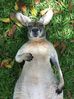 Skippy.jpg