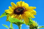 sun-flower-1497092_960_720.jpg
