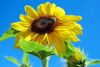 sun-flower-1497092_960_720.jpg