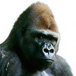 Profile (Daniel_Ramirez_Aparicio)