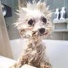 soapy_dog1.jpg