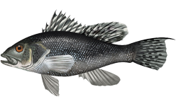 Centropristis_striata_Black_Sea_Bass.png