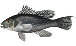Centropristis_striata_Black_Sea_Bass.png