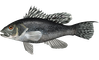 Centropristis_striata_Black_Sea_Bass.png