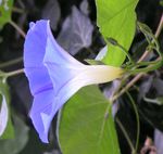 Morning Glory Side Crop.jpg