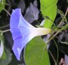 Morning Glory Side Crop.jpg