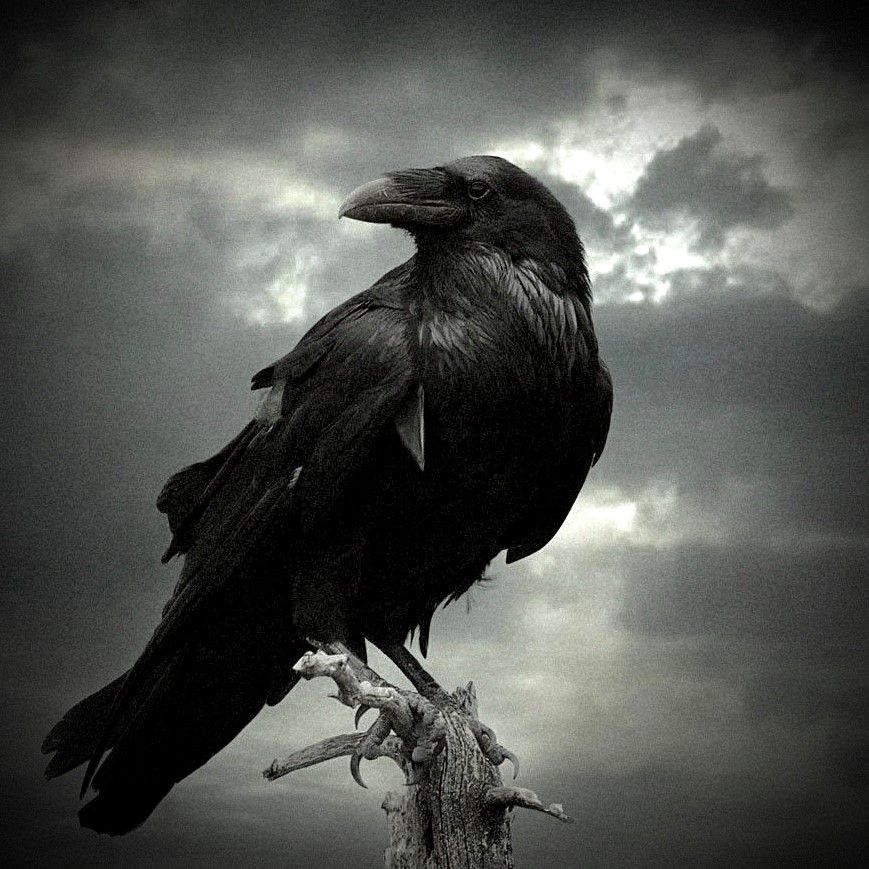 Crow.jpg