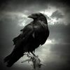 Crow.jpg